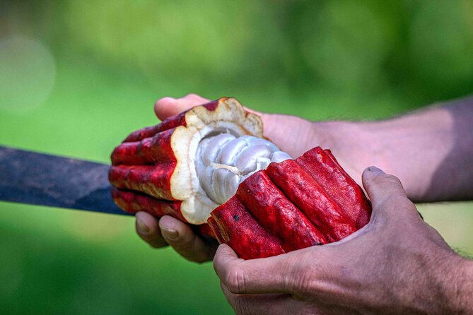 10 Bar Hawaiian Craft Chocolate Tasting Experience - What the farm setting adds
