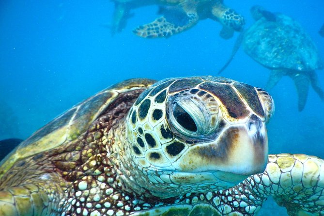 2.5 Hour Xpress Snorkel from Ka’anapali Beach - Why Mala Wharf makes a smart short snorkel