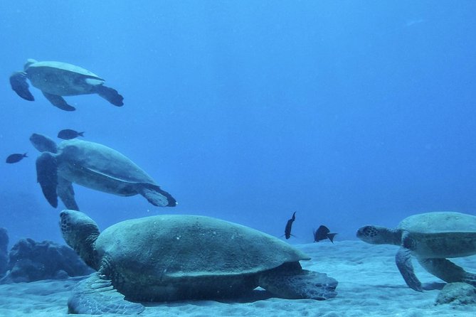 2.5 Hour Xpress Snorkel from Ka’anapali Beach - Starting at Ka’anapali Beach near Whaler’s Village