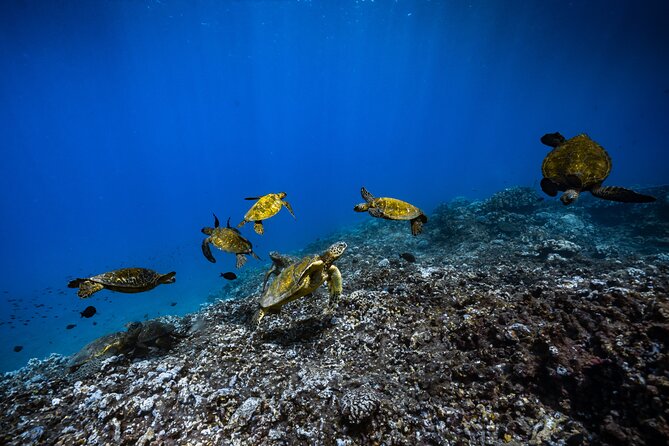 2.5 Hour Xpress Snorkel from Ka’anapali Beach - Most of the outing is spent in the water