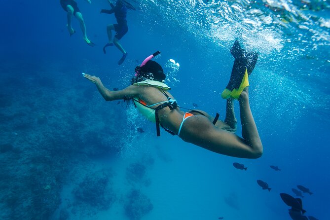 2 Hour Big Island Dolphin Watching and Sea Turtle Snorkel Tour - What $88 gets you
