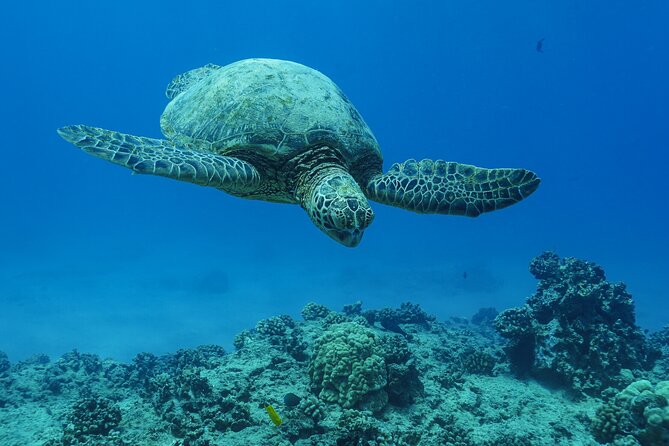 2 Hour Big Island Dolphin Watching and Sea Turtle Snorkel Tour - Planning around weather and wildlife