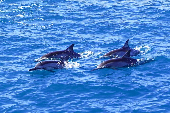 2 Hour Big Island Dolphin Watching and Sea Turtle Snorkel Tour - Who will enjoy this trip most