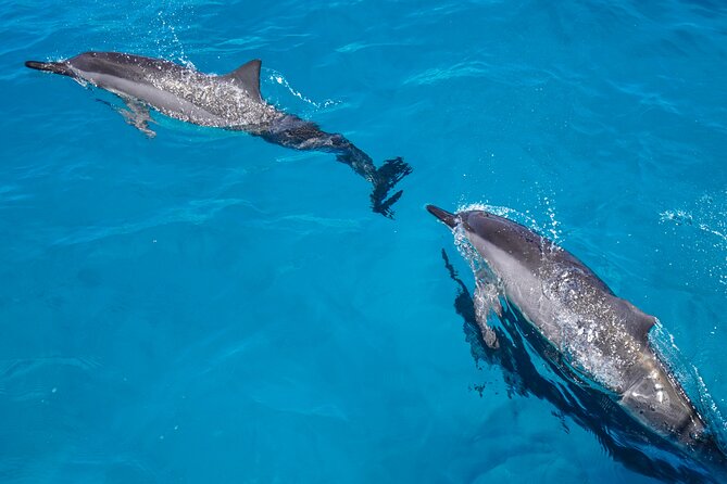 2 Hour Big Island Dolphin Watching and Sea Turtle Snorkel Tour - From open water to the reef