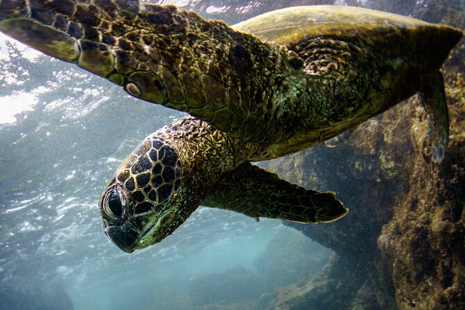 2-Hour Dolphin Watching and Double Reef with Snorkel in Hawaii - Watching for dolphins before the reefs