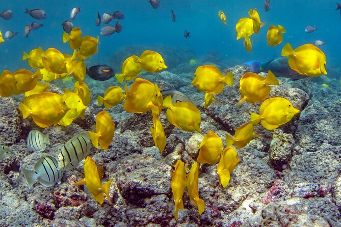2-Hour Dolphin Watching and Double Reef with Snorkel in Hawaii - What the small boat changes