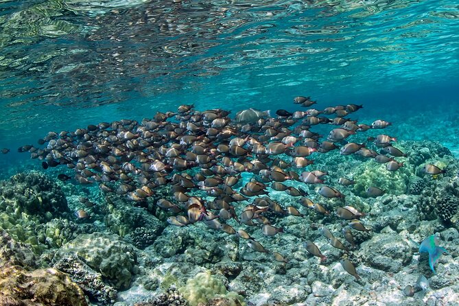 2-Hour Dolphin Watching and Double Reef with Snorkel in Hawaii - Practical details that can save you trouble