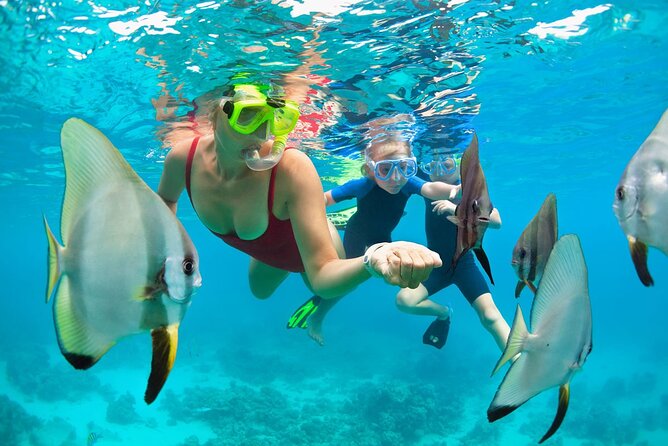 2-Hour Mauna Kea One Stop Sealife Snorkel Adventure - Hapuna Beach and Kaunaoa Bay