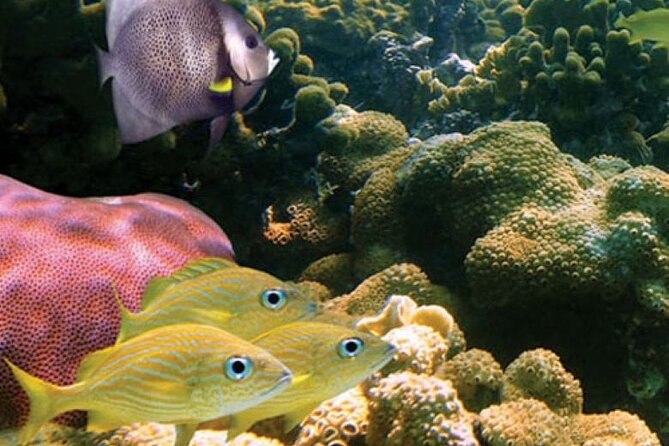 2-Hour Mauna Kea One Stop Sealife Snorkel Adventure - Mauna Kea views from the water