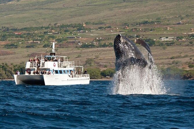 2-Hour Oahu Whale Watch from Ala Wai Harbor, Waikiki - Key points to know before booking