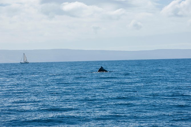 2-Hour Oahu Whale Watch from Ala Wai Harbor, Waikiki - Timing your trip for the best chance