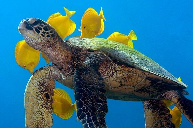 2-Tank Daytime Scuba Dive Boat Trip - Practical timing, booking, and cancellation details