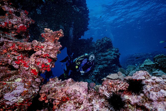 2 Tank Lanai Cathedral Scuba Dive Via Boat for Certified Divers - The surface interval and second session