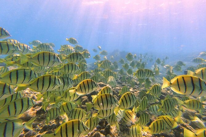 2 Tank Shore Dive at Sea Turtle Cove - Weather, timing, and cancellation flexibility