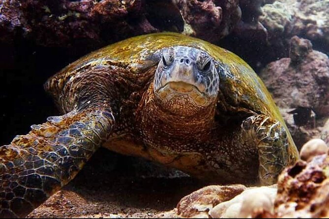 2 Tank Shore Dive at Sea Turtle Cove - Is the experience good value?