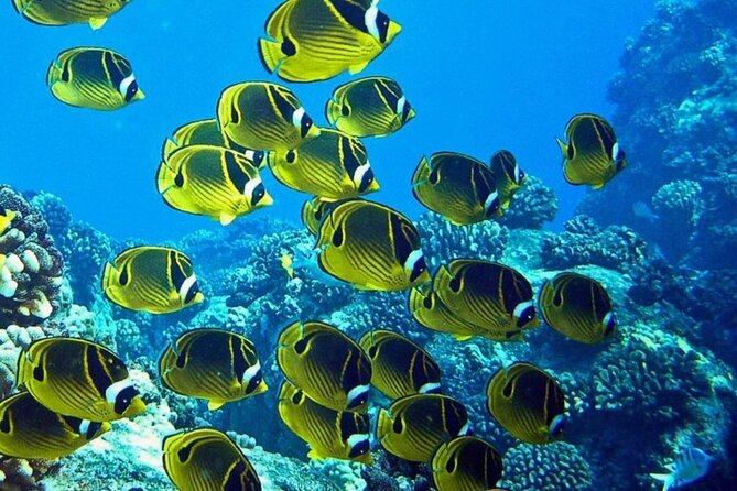 2 Tank Shore Dive at Sea Turtle Cove - Hilo’s reefs and the chance of a turtle sighting