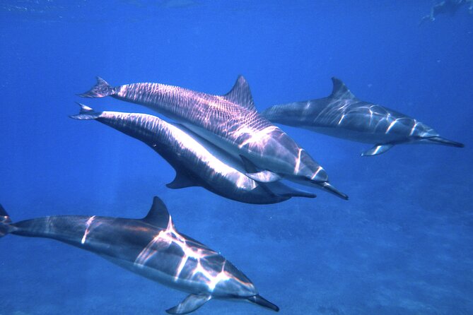3.5 Hour Kailua-Kona Ocean Kayak and Snorkel Tour - Why this early Kona paddle works so well