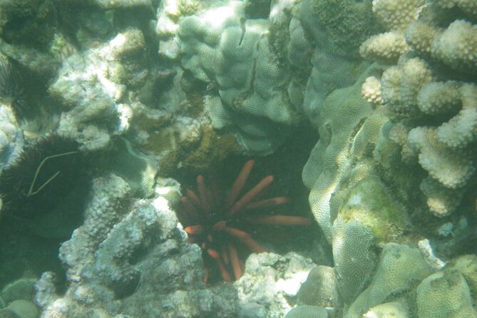 3.5 Hour Kailua-Kona Ocean Kayak and Snorkel Tour - The optional cliff jump and land features