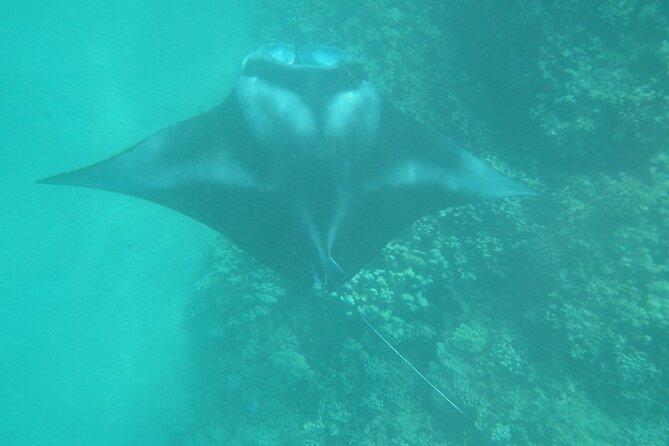 3.5 Hour Kailua-Kona Ocean Kayak and Snorkel Tour - How hard is the kayaking?
