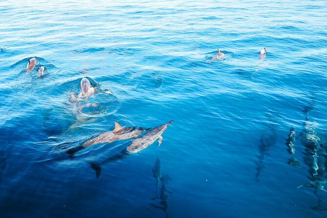 4 Hour Big Island Dolphin Watch Boat Tour, Snorkeling & BBQ Lunch - Key points to know before booking