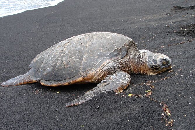 5 Hour Custom Private Tour of Hawaii - Scott’s guiding style and the value of local context