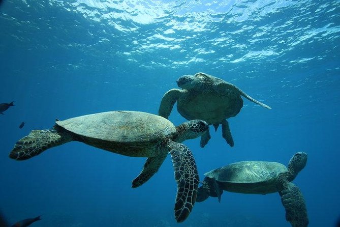 9am Turtle Canyon Snorkel Adventure - A Morning at Turtle Canyon, Starting from Waikiki Beach