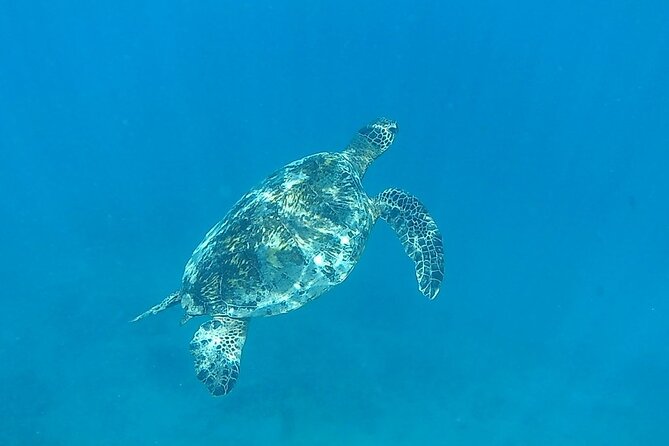 9am Turtle Canyon Snorkel Adventure - Should You Book the 9am Turtle Canyon Snorkel Adventure?