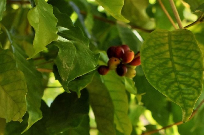 Award Winning Farm Tour: Coffee, Chocolate and Unique Gifts - Cacao, chocolate, and the best tasting stop