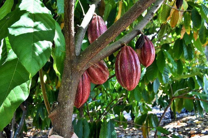 Award Winning Farm Tour: Coffee, Chocolate and Unique Gifts - Shopping for useful Big Island gifts