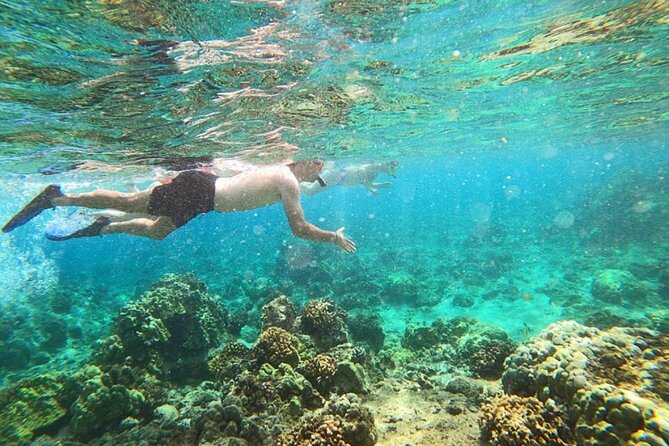 Beach Snorkel - Sea Turtle and Black Sand Lagoon - Key points to know before booking