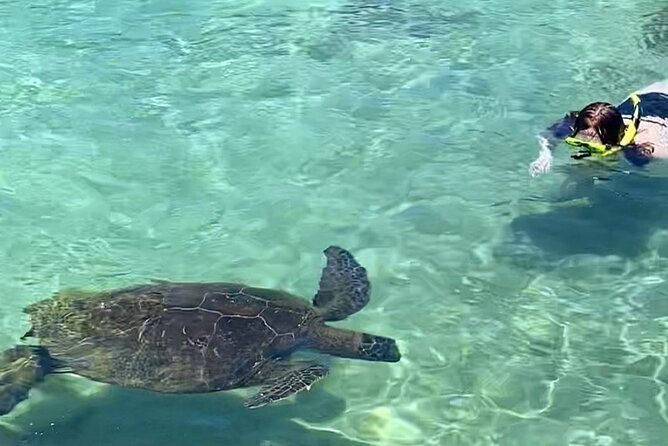 Beach Snorkel - Sea Turtle and Black Sand Lagoon - Two Hilo shore sites, not a boat excursion