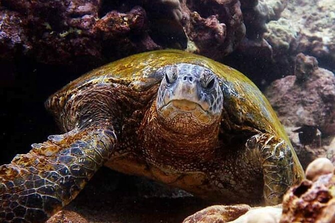 Beach Snorkel - Sea Turtle and Black Sand Lagoon - Who should book this Hilo experience?