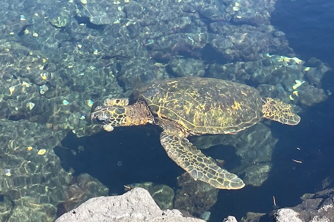 Beach Snorkel - Sea Turtle and Black Sand Lagoon - Practical details that can save you trouble
