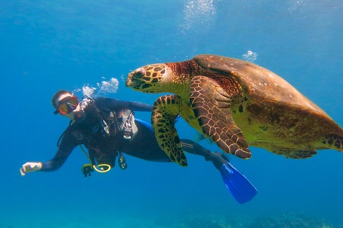 Beginner Scuba Dive in Lahaina: Swimming Required - Key points to know before booking