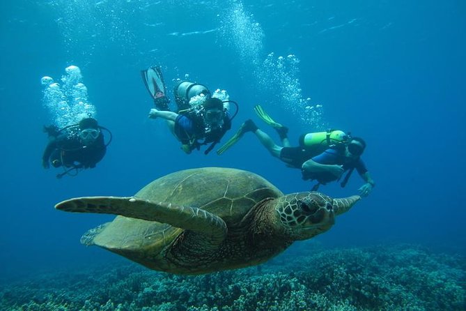 Beginner Scuba Dive in Lahaina: Swimming Required - What the two-hour Kahekili session feels like