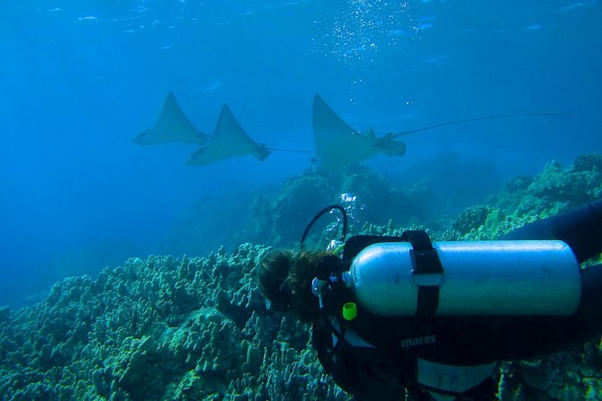 Beginner Scuba Dive in Lahaina: Swimming Required - Swimming ability is the real entry requirement