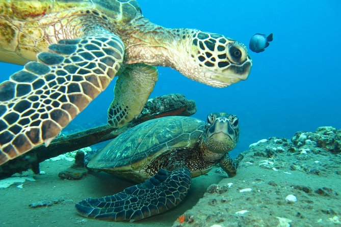 Beginner Scuba Dive in Lahaina: Swimming Required - Medical rules you should check before paying