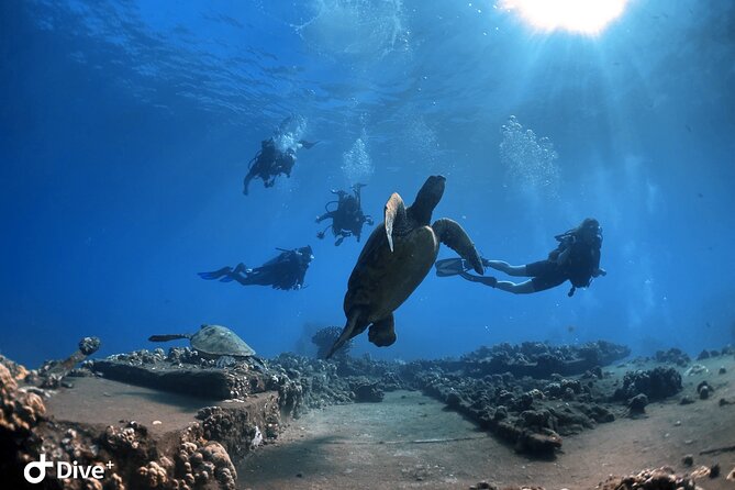 Beginner Scuba Dive in Lahaina: Swimming Required - The marine life you may see