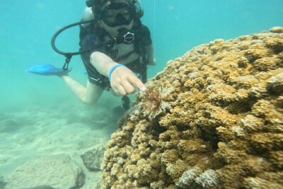 Beginner Scuba Diving Experience with Video Package in Honolulu