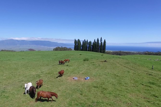 Best Haleakala Downhill Self-Guided Bike Tour with Maui Sunriders - Who will enjoy this most?