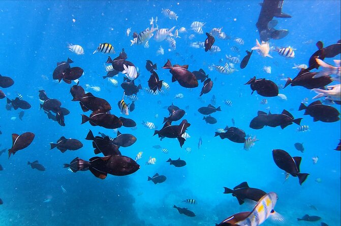 Best Waikiki Snorkel Tour: Guaranteed Turtles at Turtle Canyon - What the Turtle Canyon trip is really like