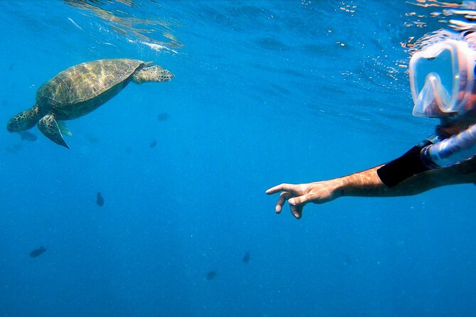 Best Waikiki Snorkel Tour: Guaranteed Turtles at Turtle Canyon - Snorkeling at Turtle Canyon