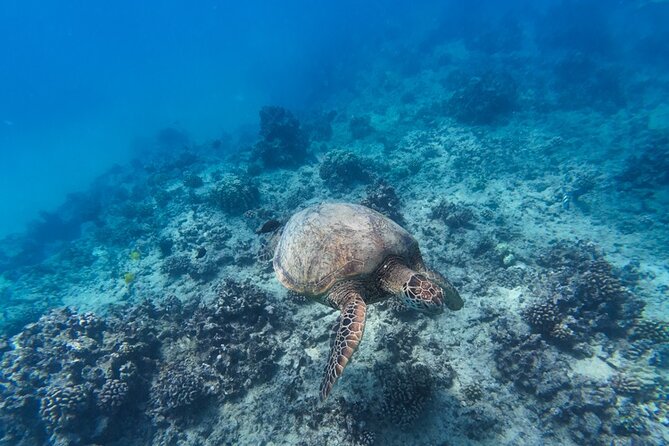 Best Waikiki Snorkel Tour: Guaranteed Turtles at Turtle Canyon - The crew, instruction, and comfort level