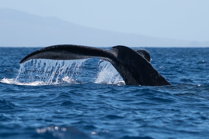 Best Waikiki Whale Watching in Honolulu: Whales Guaranteed - Key points to know before booking