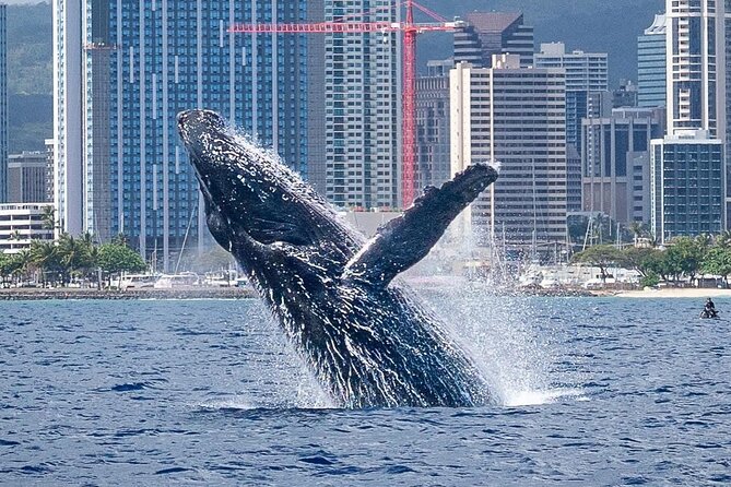 Best Waikiki Whale Watching in Honolulu: Whales Guaranteed - Setting out from Holomoana Street