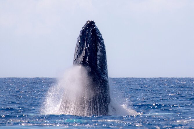 Best Waikiki Whale Watching in Honolulu: Whales Guaranteed - Diamond Head views and the value of being outside Waikiki