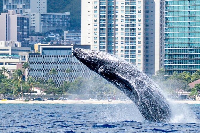 Best Waikiki Whale Watching in Honolulu: Whales Guaranteed - The crew makes the difference