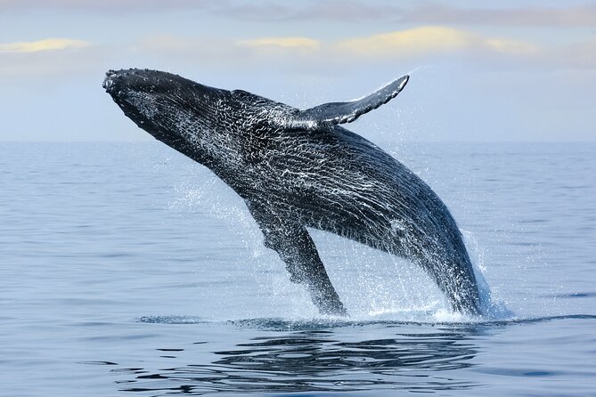 Best Waikiki Whale Watching in Honolulu: Whales Guaranteed - The whale guarantee and what it really means