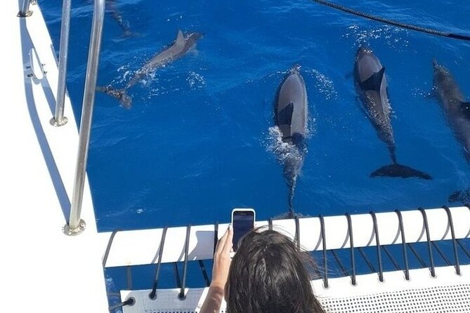 Best Waikiki Whale Watching in Honolulu: Whales Guaranteed - What the $79 price buys you