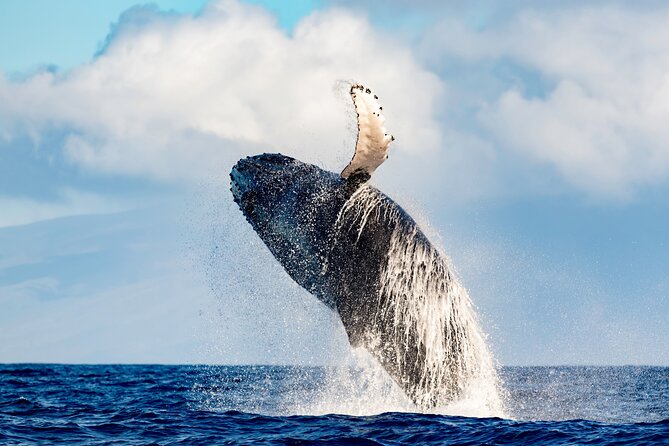 Best Waikiki Whale Watching in Honolulu: Whales Guaranteed - Why the trimaran matters on the open water